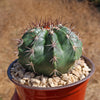 Melocactus curvispinus