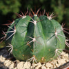 Melocactus curvispinus