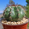 Melocactus curvispinus