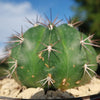 Melocactus curvispinus