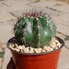 Melocactus curvispinus