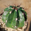 Melocactus curvispinus