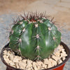 Melocactus curvispinus