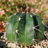 Melocactus curvispinus