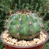 Melocactus curvispinus