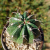 Melocactus curvispinus