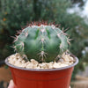 Melocactus curvispinus