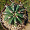 Melocactus curvispinus