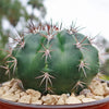 Melocactus curvispinus