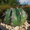 Melocactus curvispinus