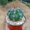 Melocactus curvispinus