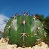 Melocactus curvispinus