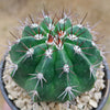 Melocactus curvispinus