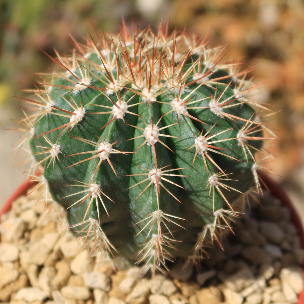 Melocactus guitartii
