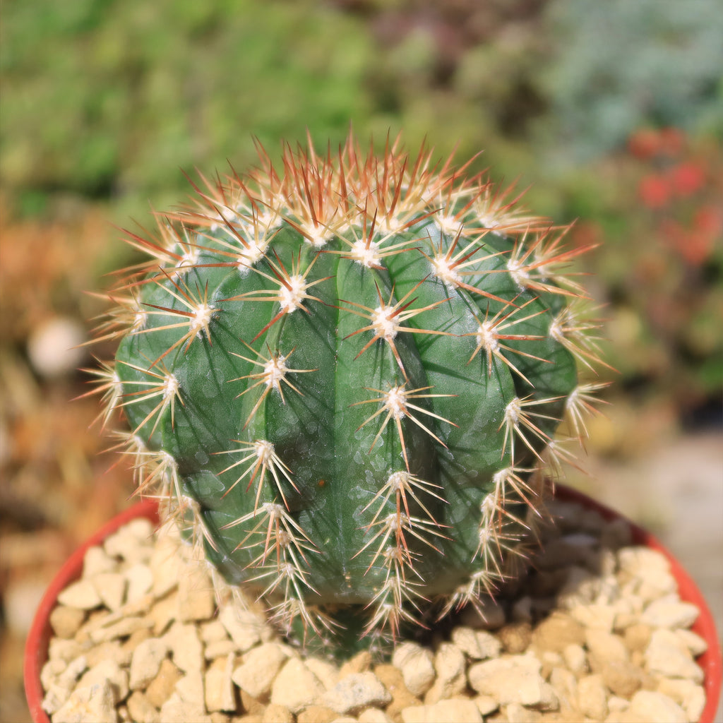 Melocactus guitartii