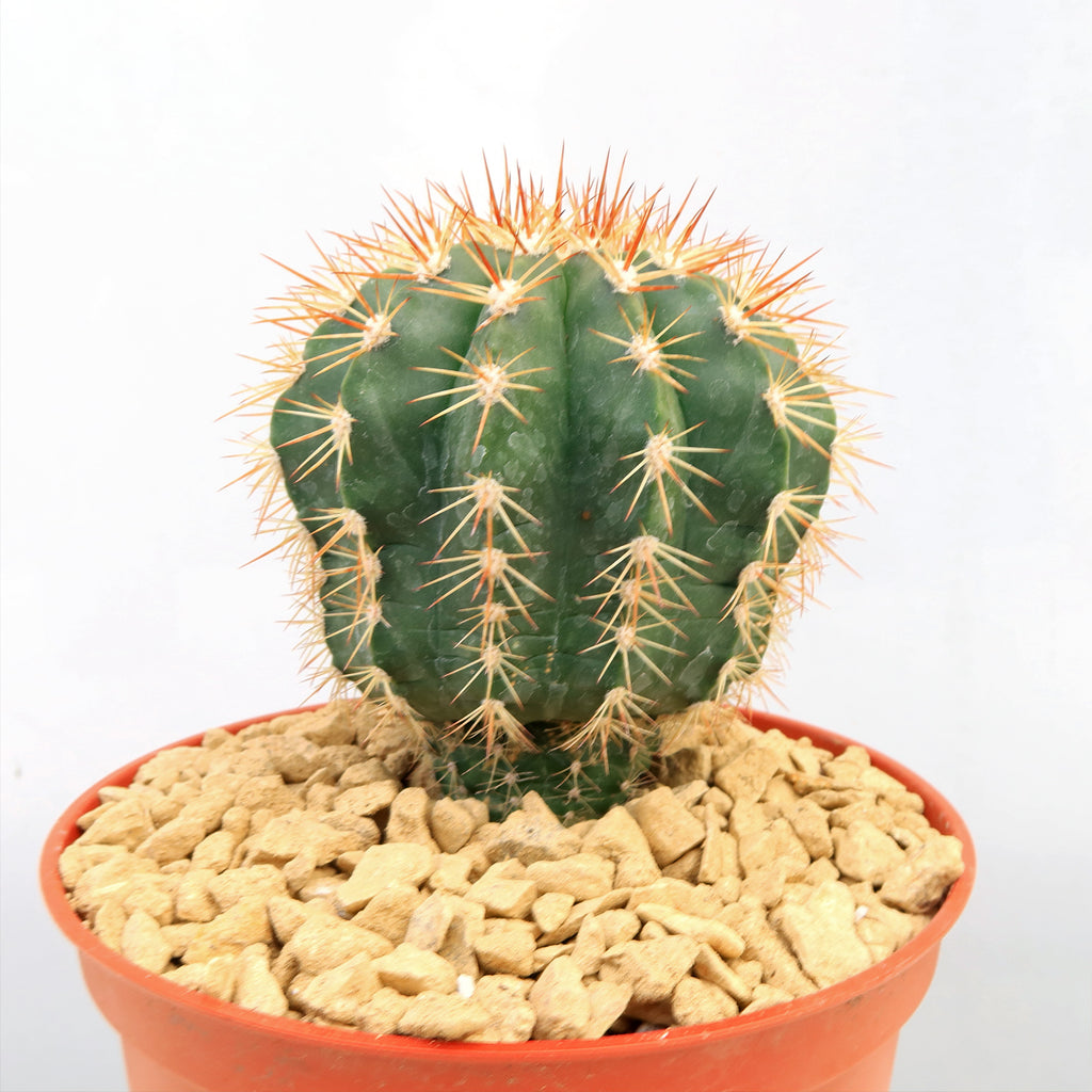 Melocactus guitartii