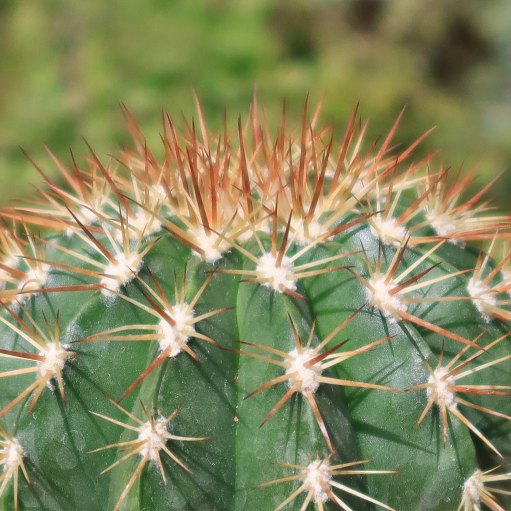 Melocactus guitartii