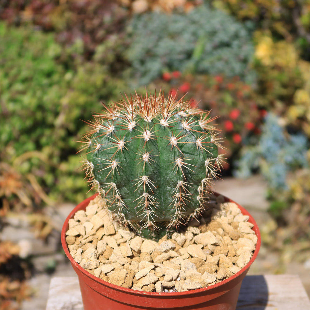 Melocactus guitartii