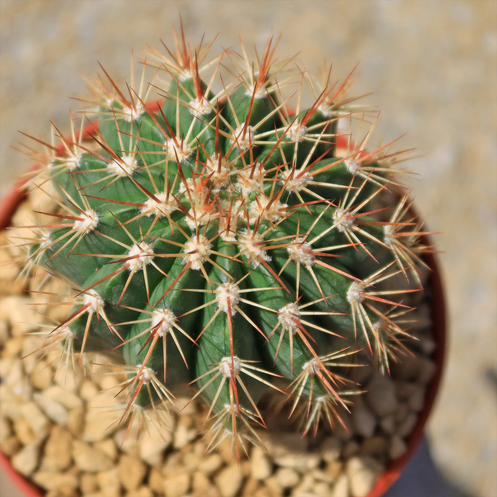 Melocactus guitartii