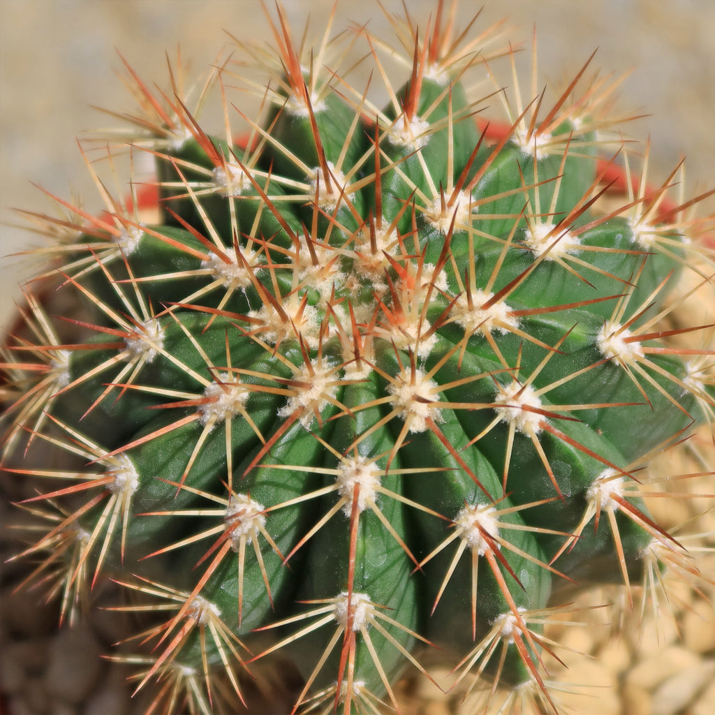 Melocactus guitartii