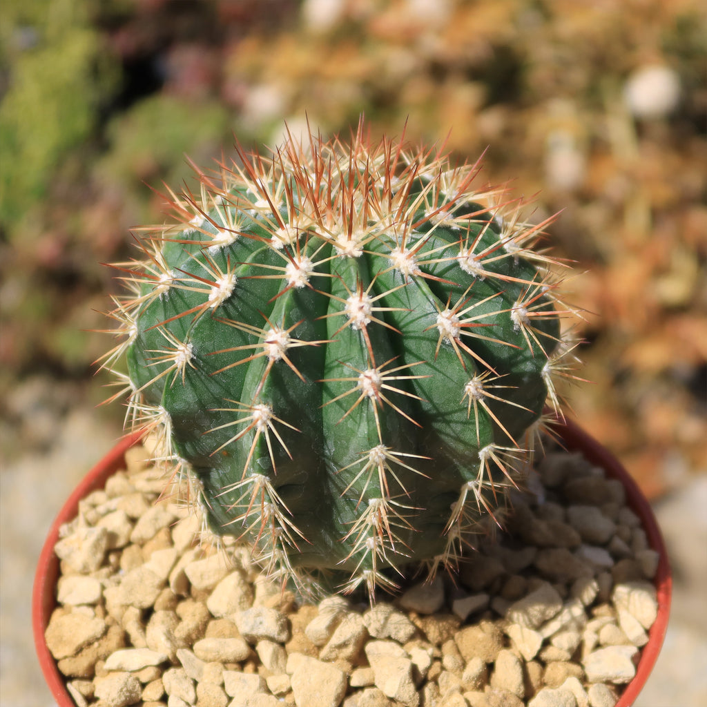 Melocactus guitartii