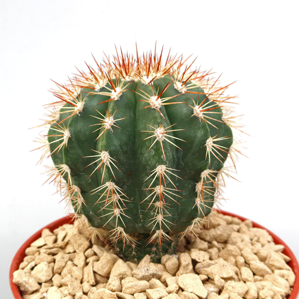 Melocactus guitartii