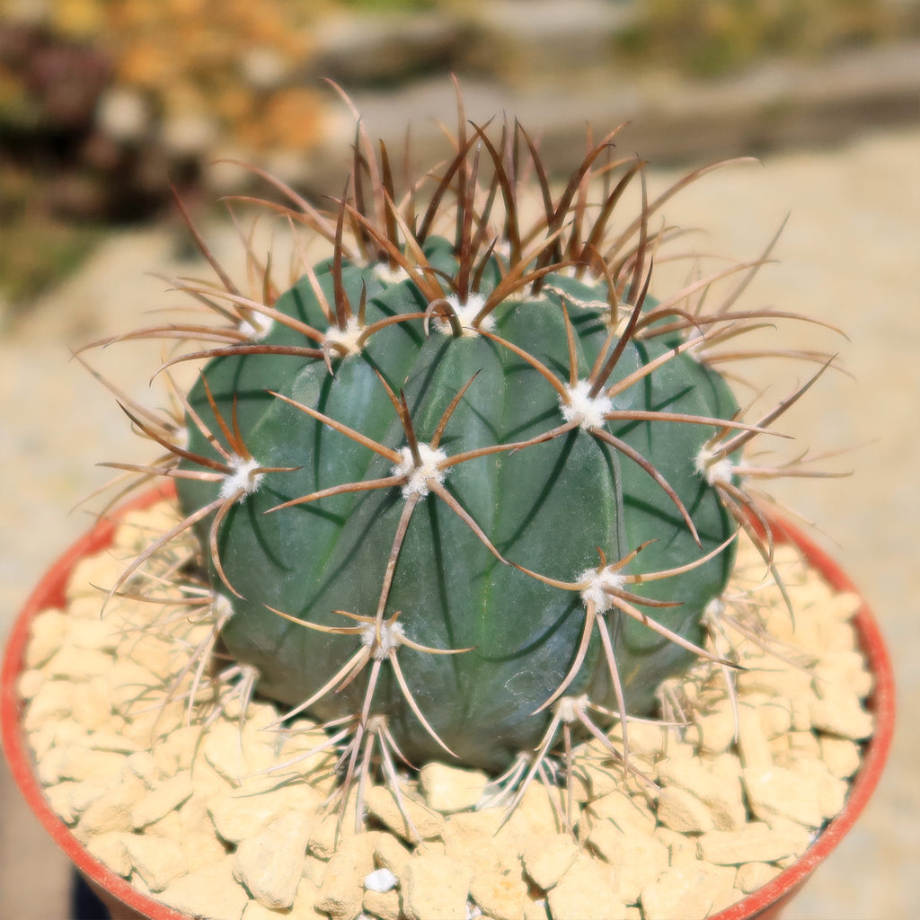 Melocactus levitestatus warasii