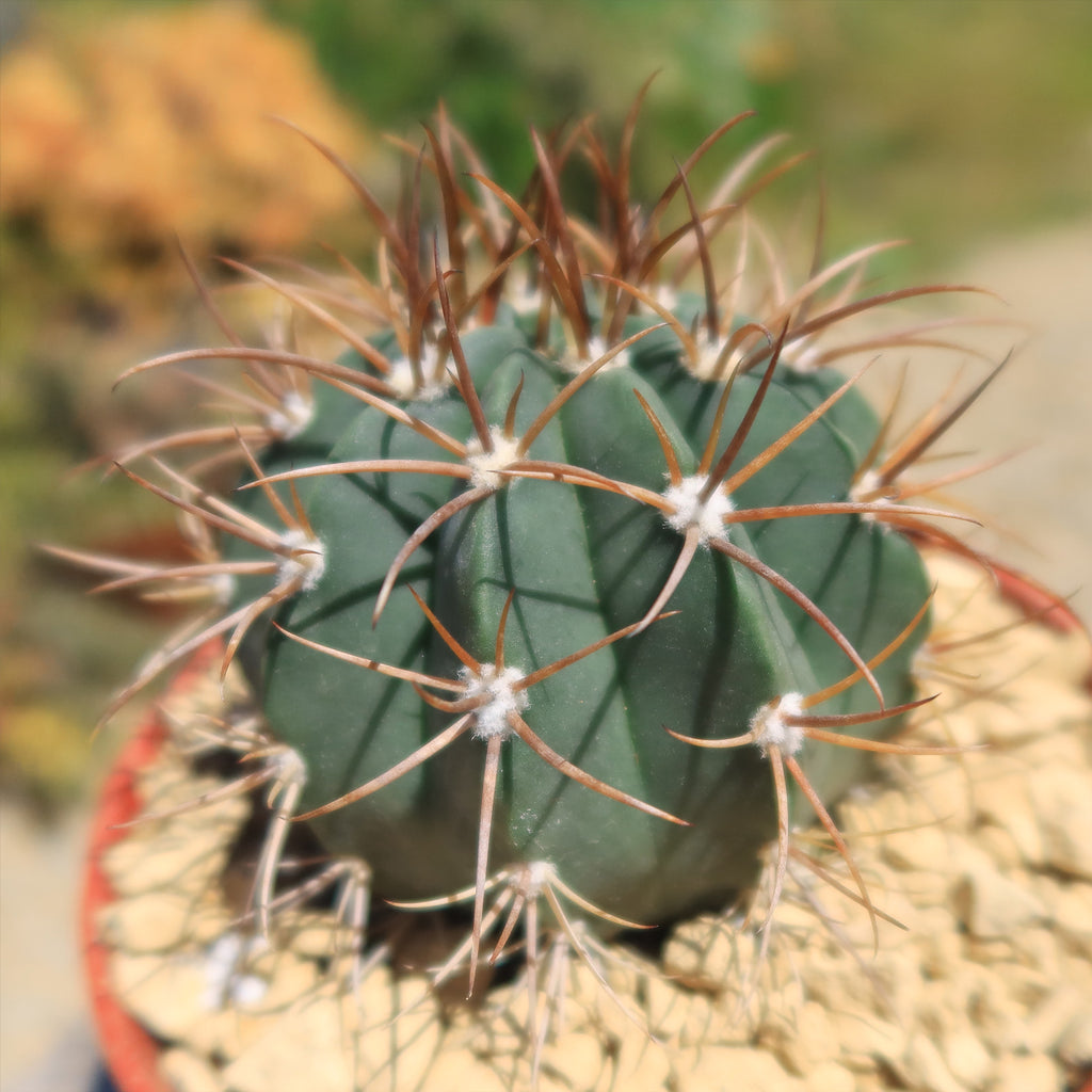 Melocactus levitestatus warasii