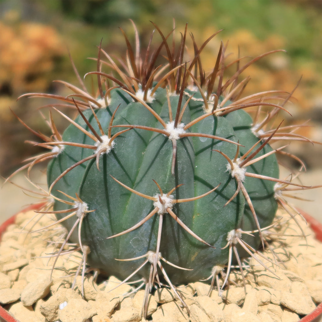 Melocactus levitestatus warasii