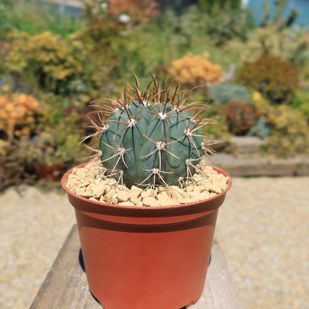 Melocactus levitestatus warasii