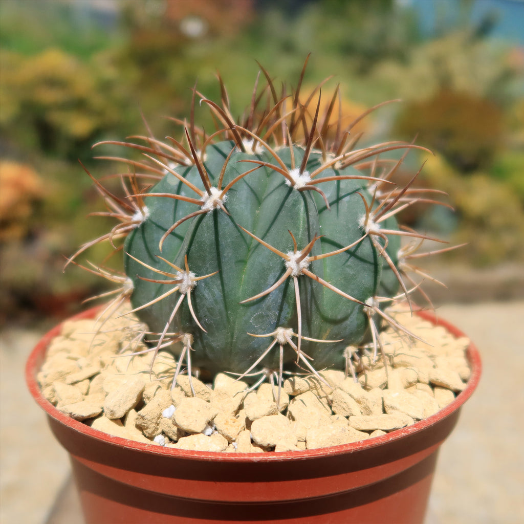 Melocactus levitestatus warasii