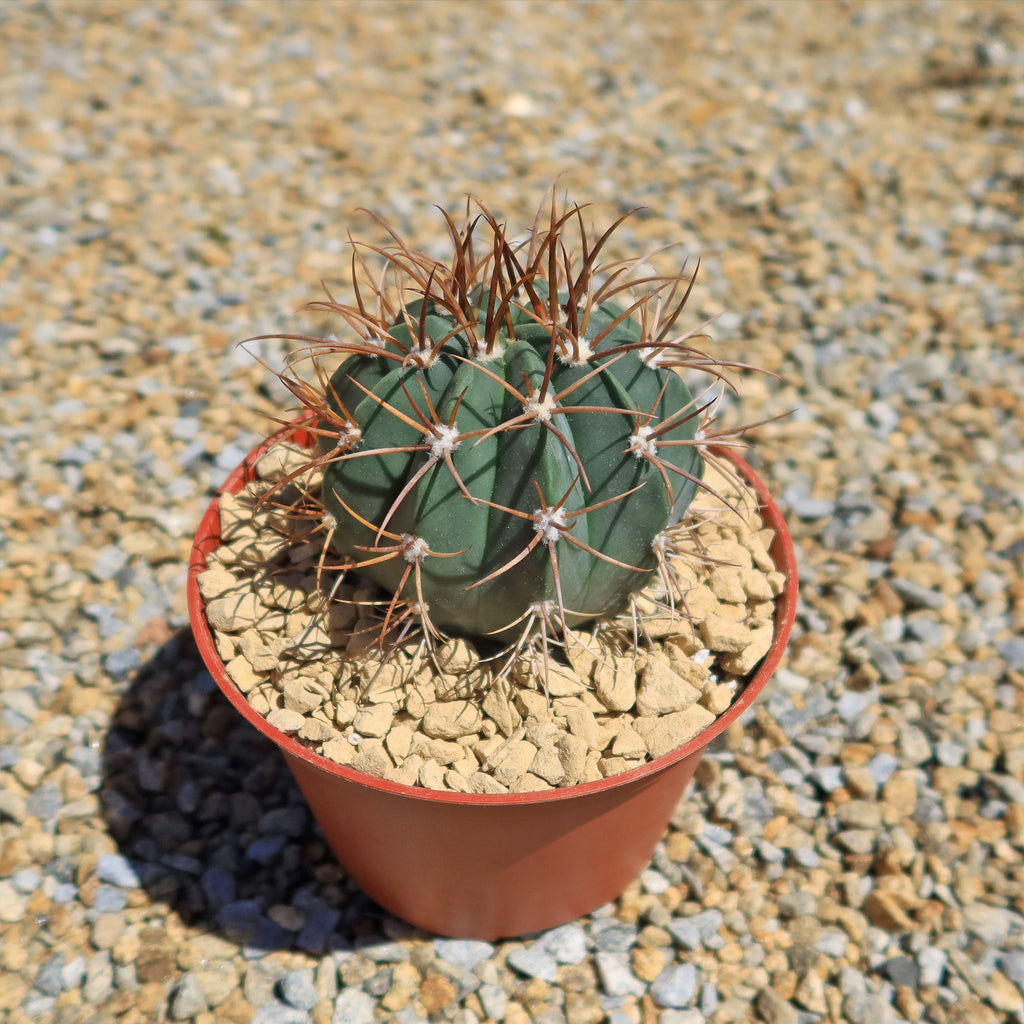 Melocactus levitestatus warasii