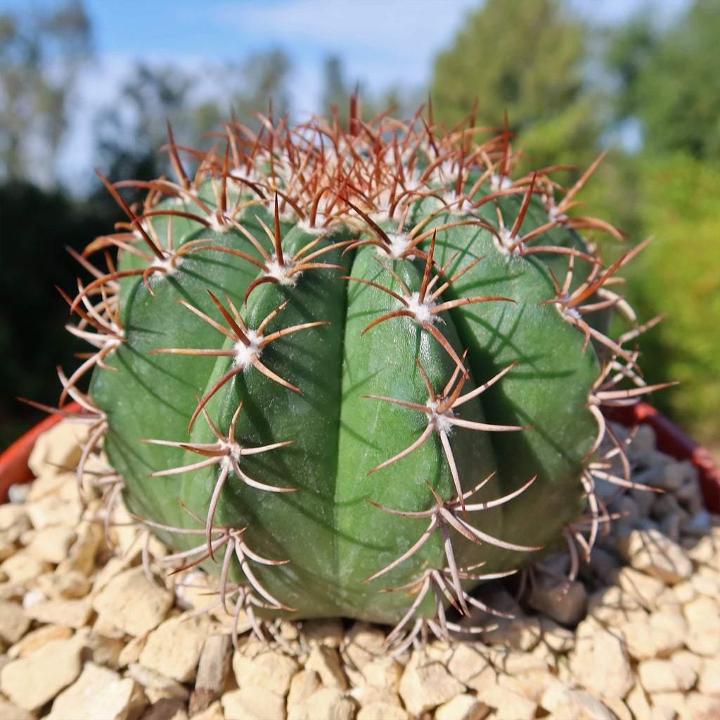 Melocactus matanzanus no cephalium