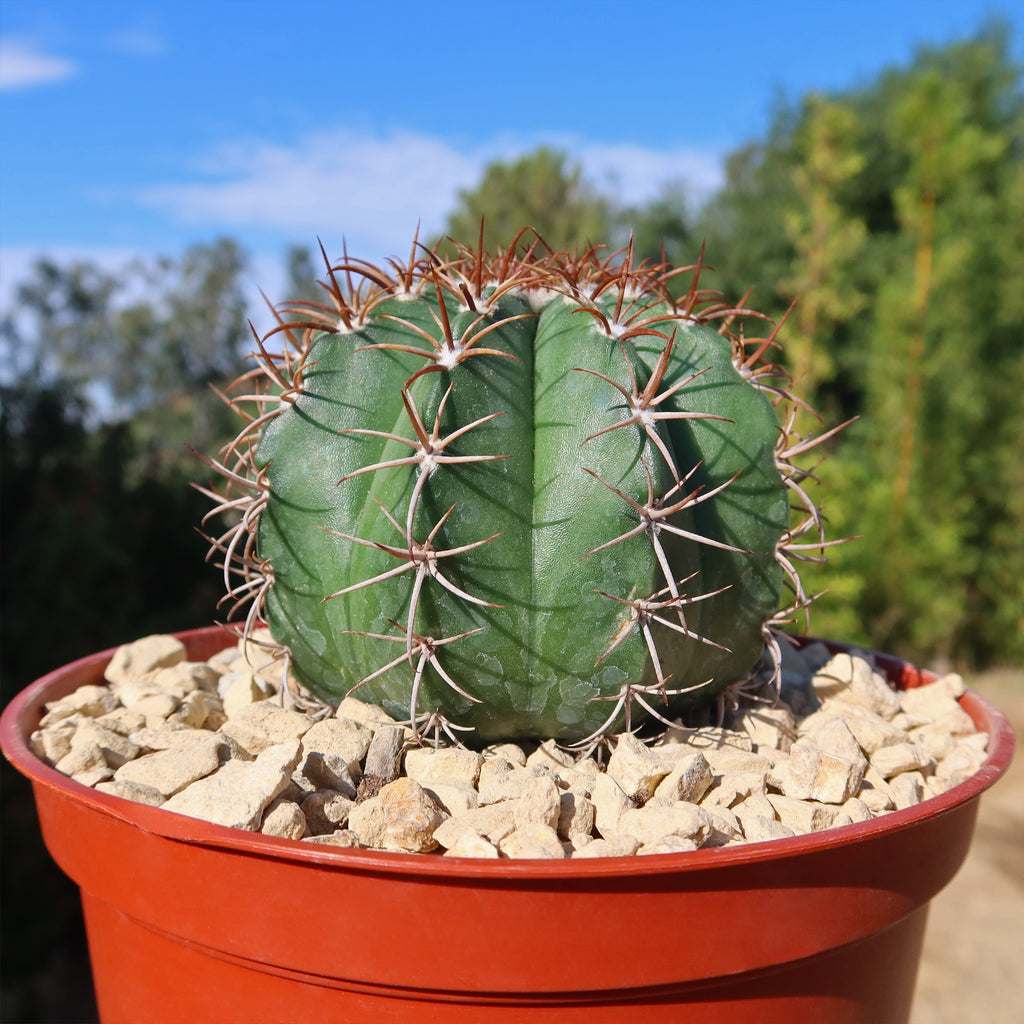 Melocactus matanzanus no cephalium