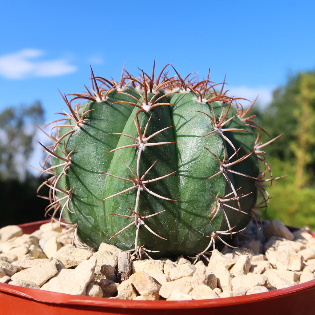 Melocactus matanzanus no cephalium