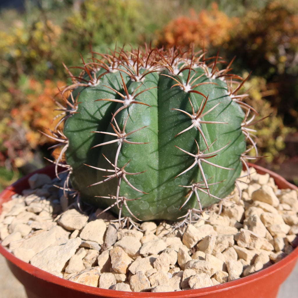 Melocactus matanzanus no cephalium