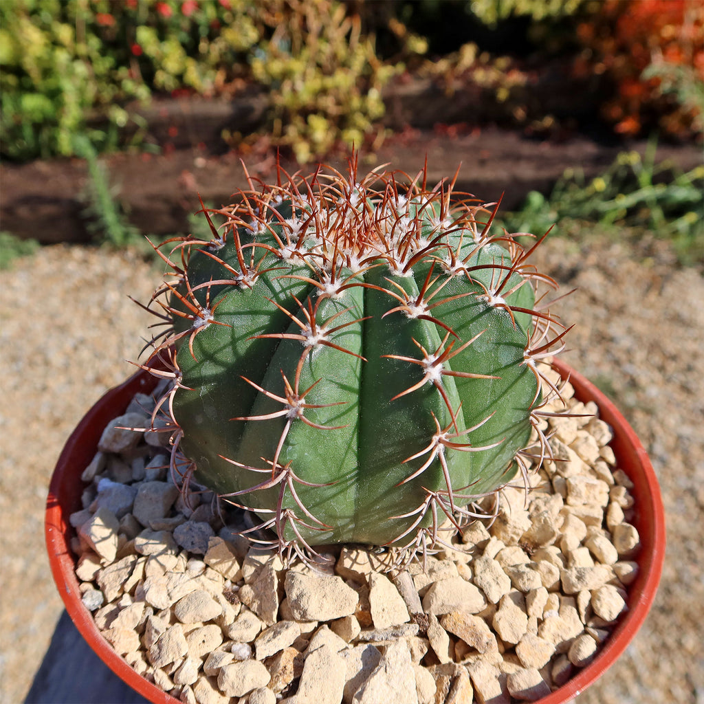 Melocactus matanzanus no cephalium