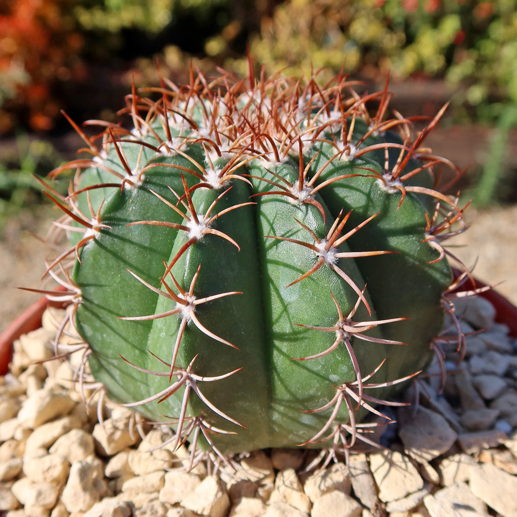 Melocactus matanzanus no cephalium
