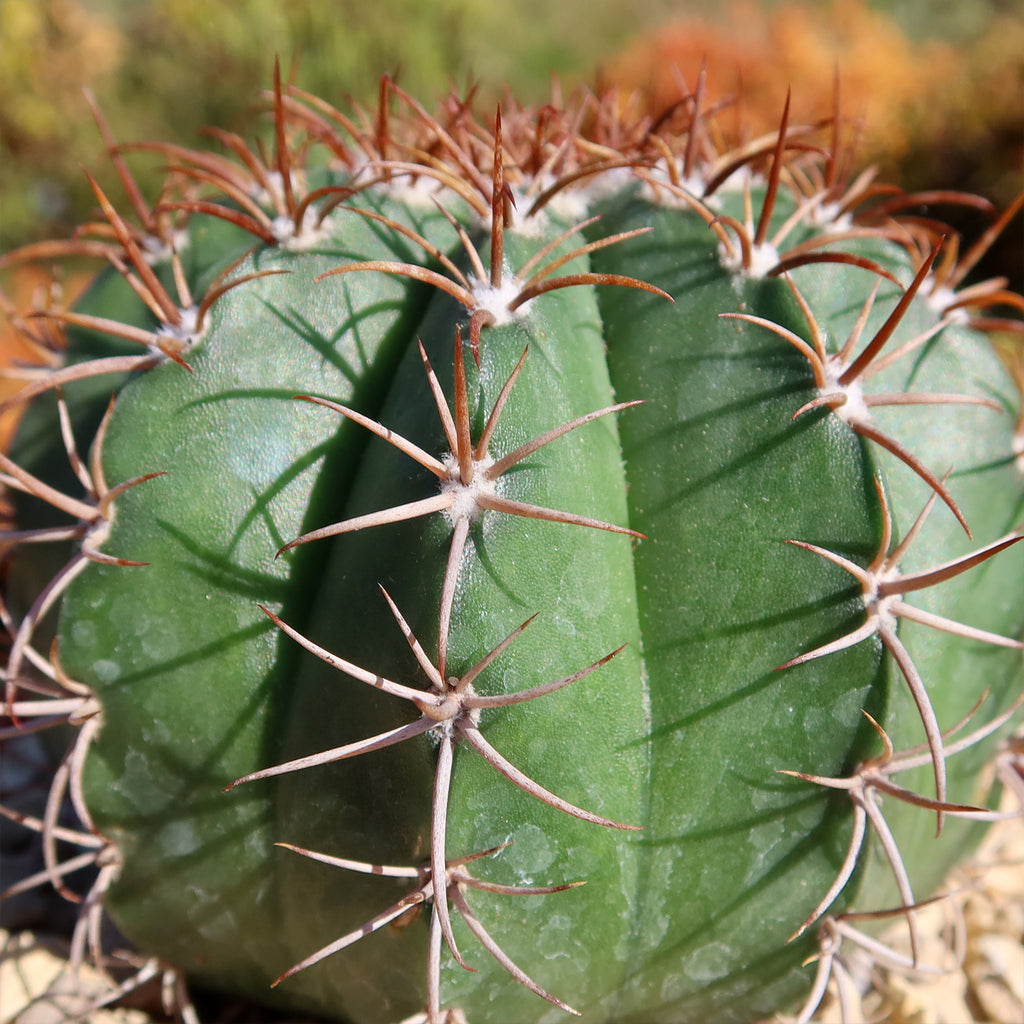 Melocactus matanzanus no cephalium