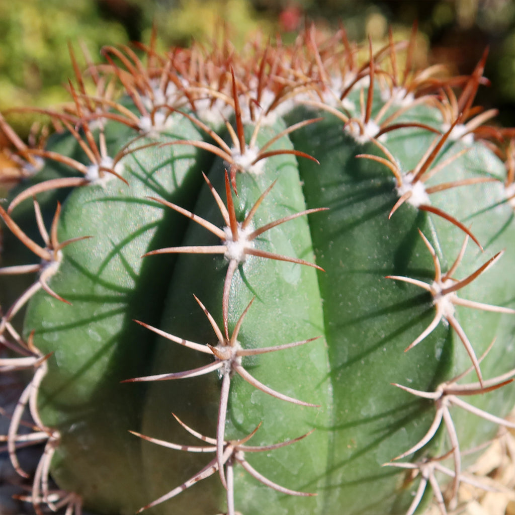 Melocactus matanzanus no cephalium