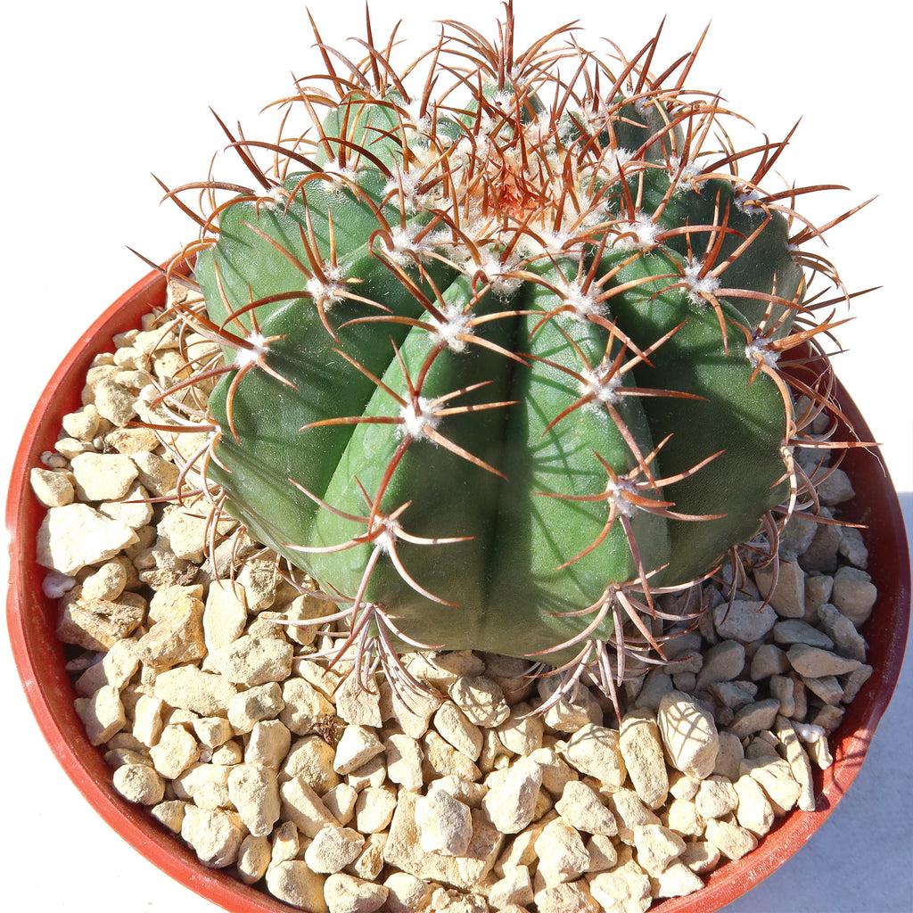 Melocactus matanzanus no cephalium