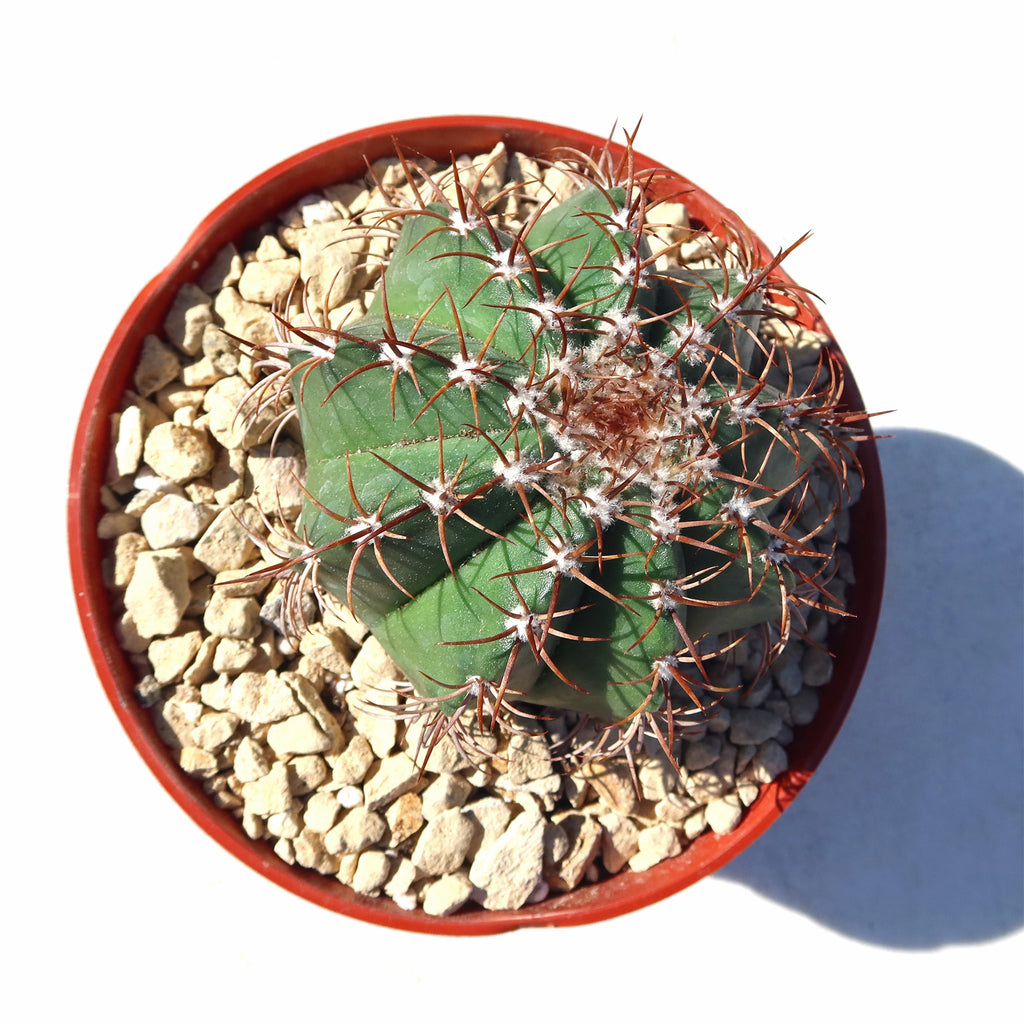 Melocactus matanzanus no cephalium
