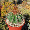 Melocactus oreas