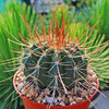 Melocactus oreas