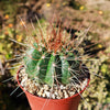 Melocactus oreas