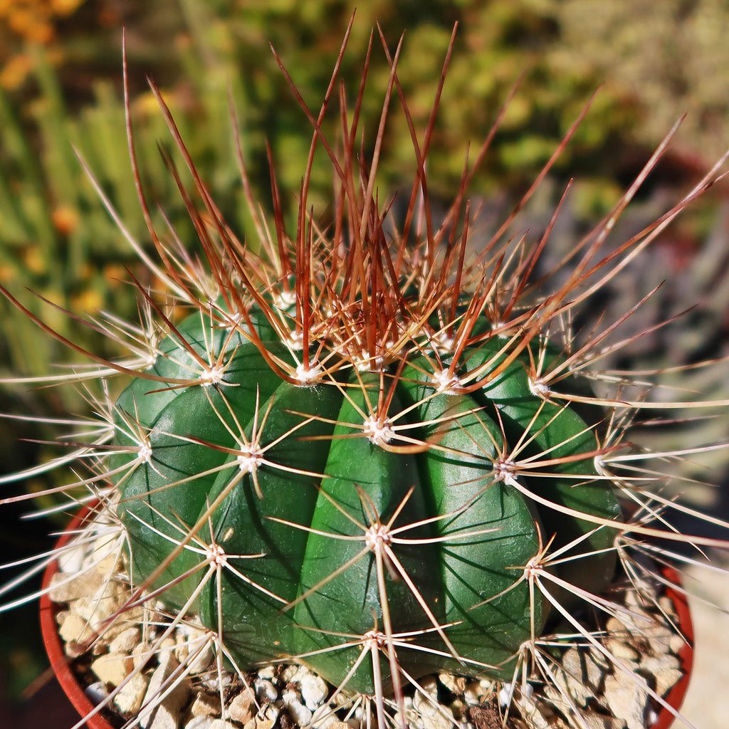 Melocactus oreas