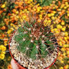 Melocactus oreas