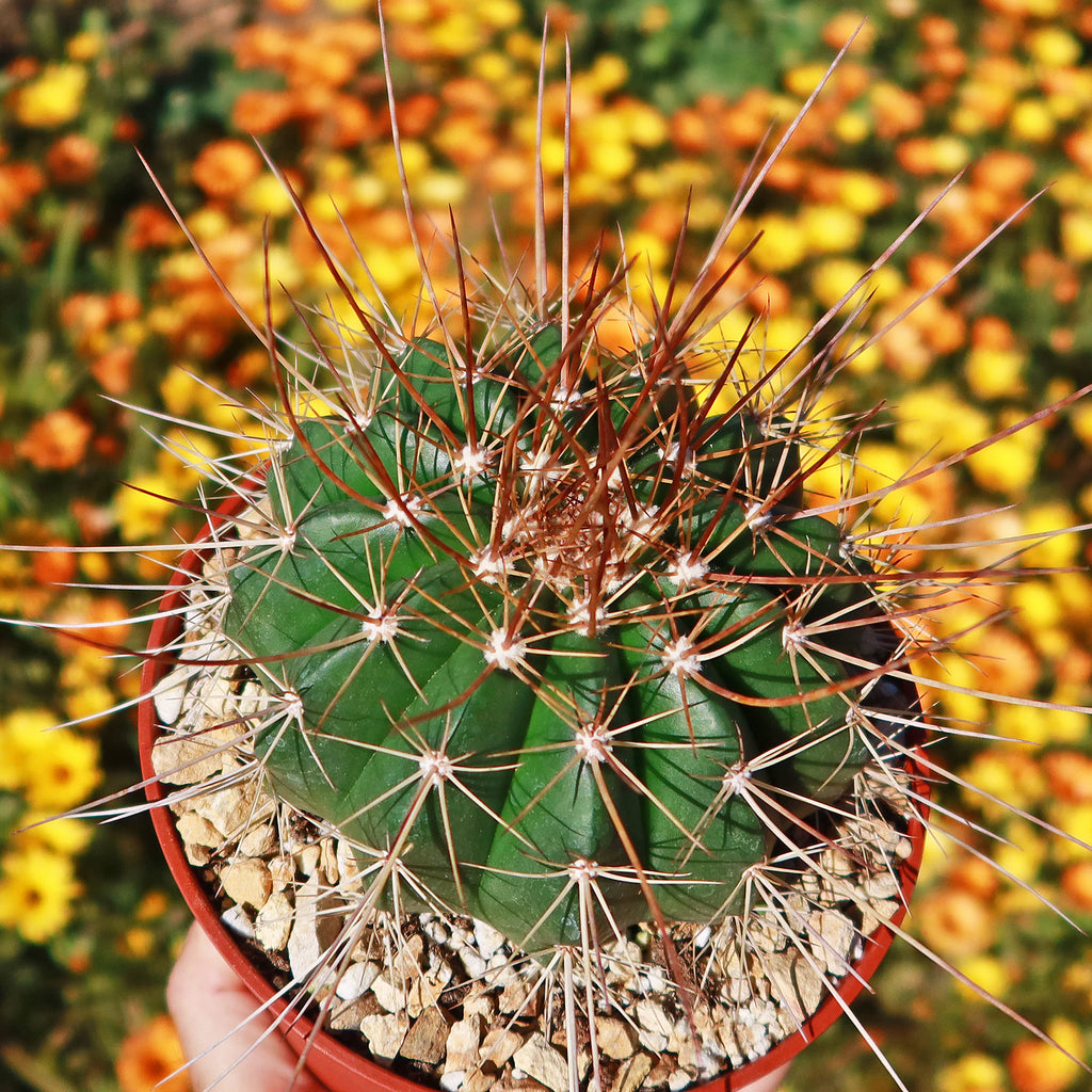 Melocactus oreas