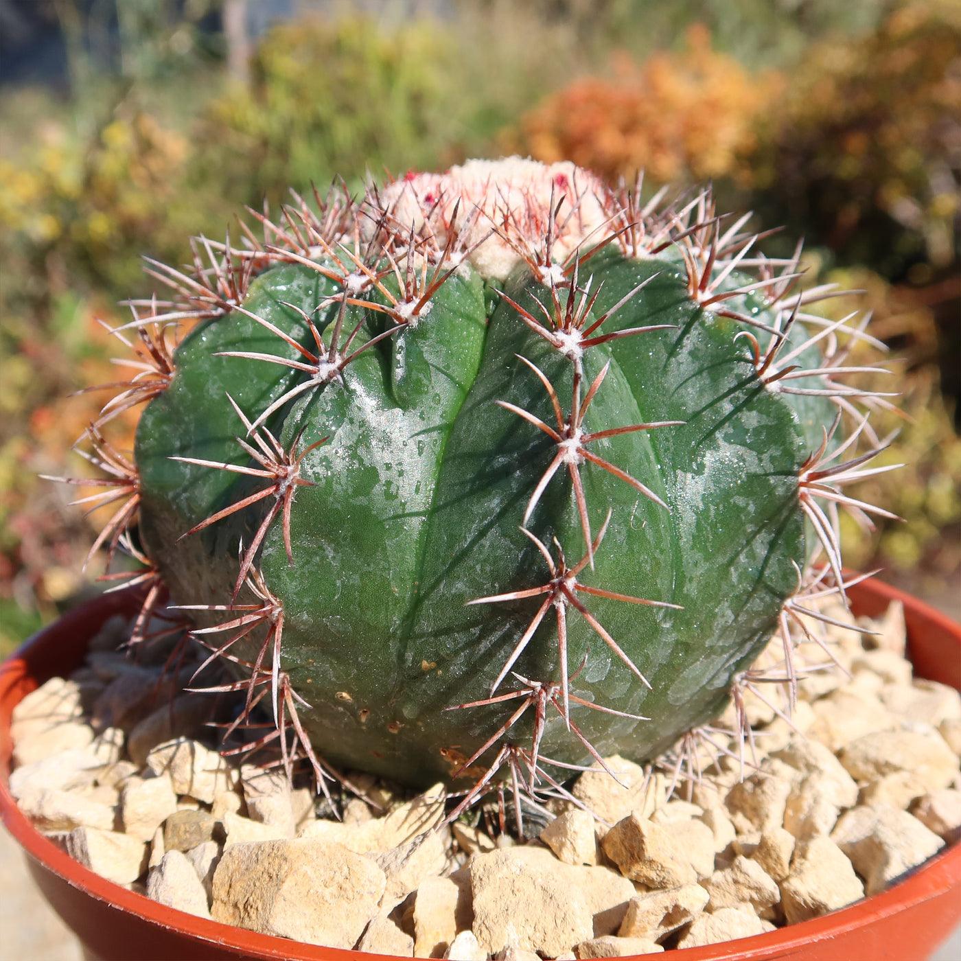 Melocactus violaceus no cephalium