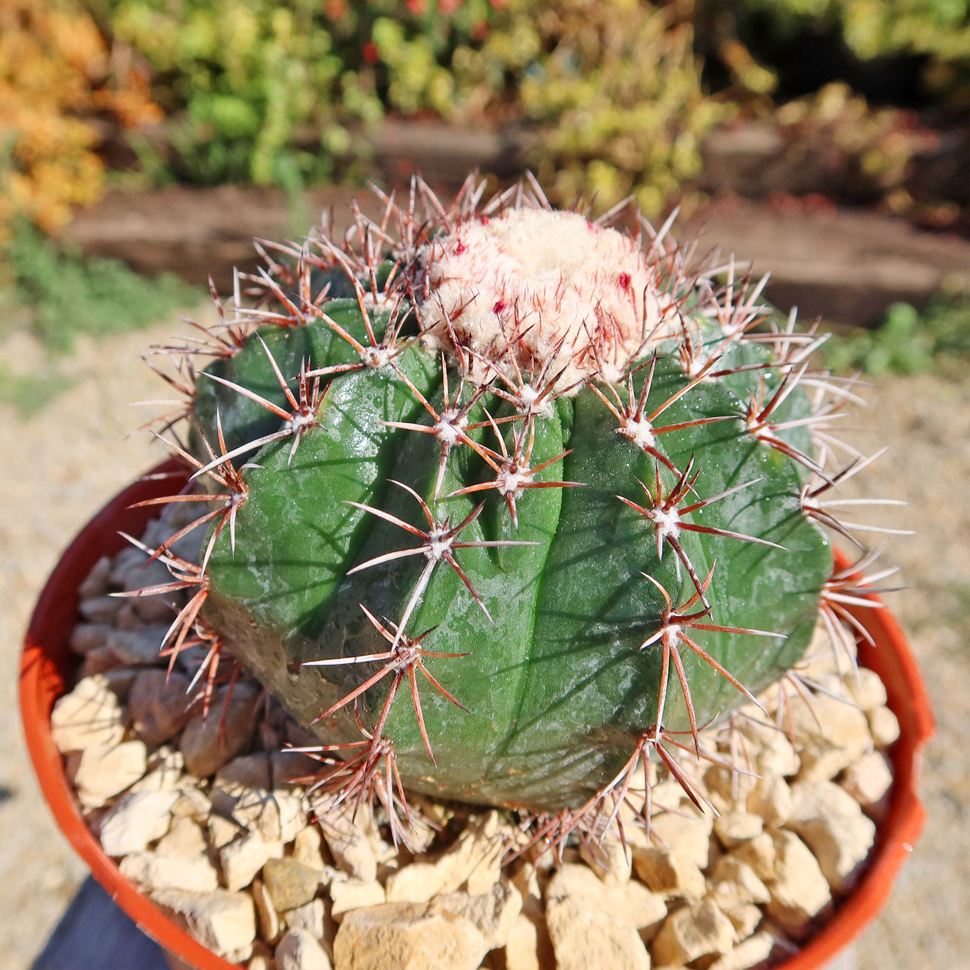 Melocactus violaceus no cephalium